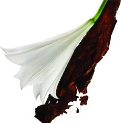 Yves Saint Laurent Mon Paris 50 Ml - Eau De Parfum - Damesparfum -Parfum Winkel 1181x1200