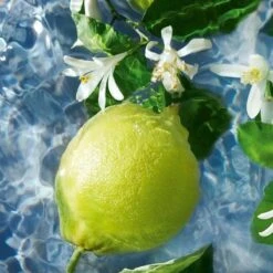 Guerlain - Aqua Allegoria Bergamote Calabria - Eau De Toilette - 75ML -Parfum Winkel 1200x1200 28