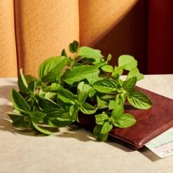 Gucci Guilty Pour Femme Eau De Parfum Intense -Parfum Winkel 1200x1200 9