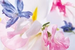 Dior Miss Vrouwen 50 Ml -Parfum Winkel 1200x800 9