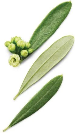 Giorgio Armani Armani Code 125 Ml - Eau De Toilette - Herenparfum -Parfum Winkel 678x1200 2