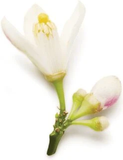 Giorgio Armani Code 75 Ml - Eau De Parfum - Damesparfum -Parfum Winkel 927x1200